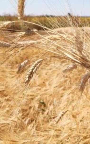 سوق القمح العالمية 