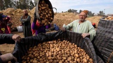 البطاطس في مصر