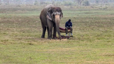 رجل يجلس بجانب فيل فى حديقة حيوان نيبال