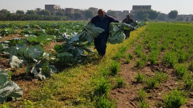 فرحه مزارع بجنى محصول الكرنب 