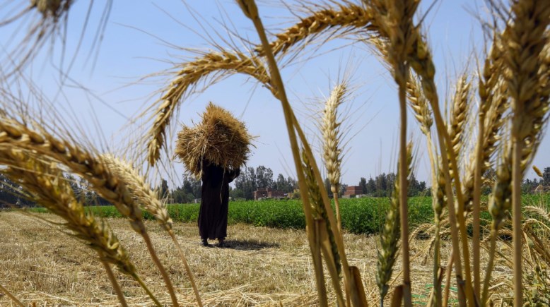 صورة أرشيفية لمحصول القمح و البرسيم