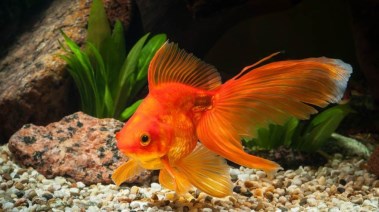 سمكة ذهبية ـ صورة تعبيرية 