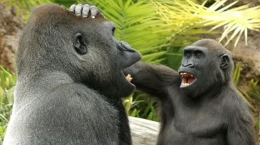 مشاهد تظهر مزاح القردة على طريقة البشر
