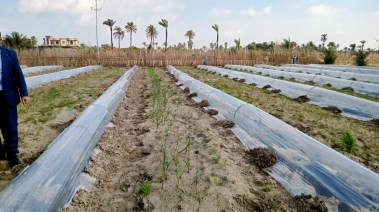 جانب من زراعات البطيخ بنظام الأنفاق 