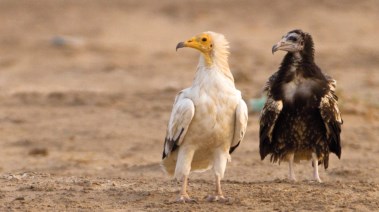 طائر العُقاب