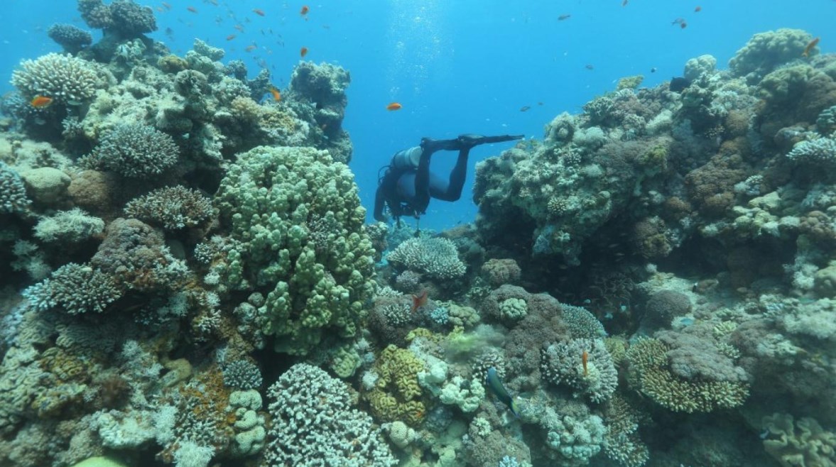 الشعاب المرجانية البحر الأحمر