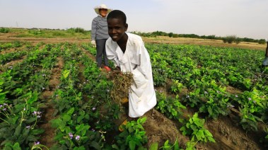 السودان سلة غذاء العالم