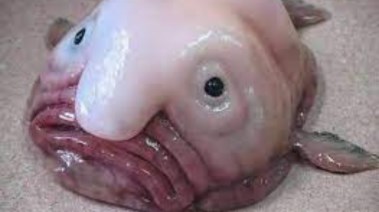 سمكة الـ Blob fish