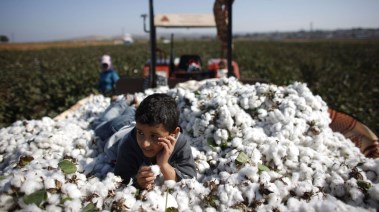 القطن المصري طويل التيلة