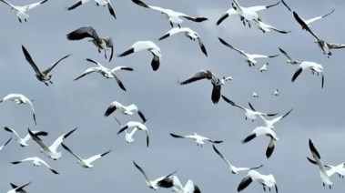 طيور مهاجرة - أرشيفية 