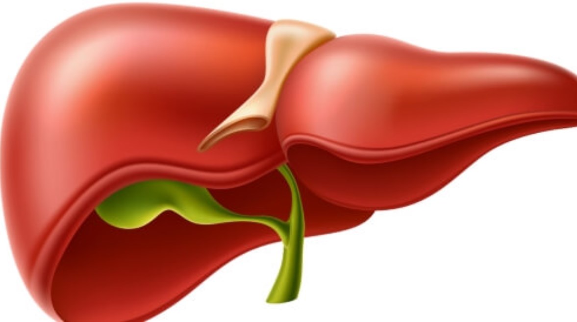 الكبد - تعبيرية