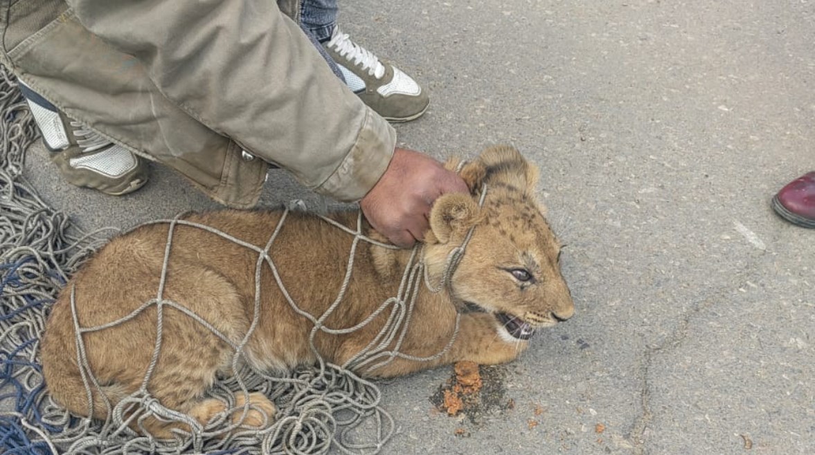 أسد يتجول في منطقة التجمع الأول