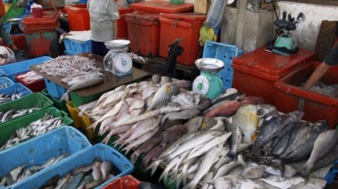 ارتفاع أسعار الأسماك