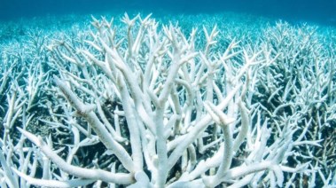 شعاب مرجانية متأثرة بارتفاع الحرارة