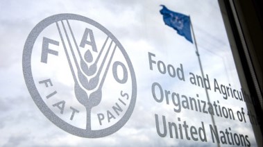منظمة الأغذية والزراعة التابعة للأمم المتحدة "فاو" 