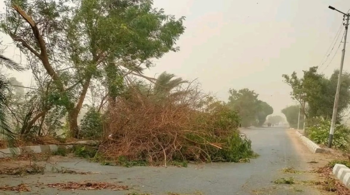 سقوط أشجار على الطرق نتيجة العاصفة الترابية بقنا