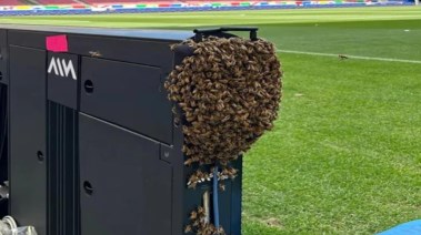 سرب من النحل يغزو الملعب 