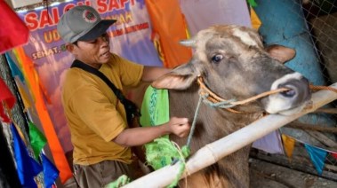 سوماروان يدلك أحد الأبقار