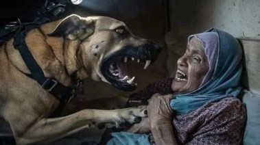 كلب إسرائيلي يهجم على مسنة فلسطينية.. صورة بالذكاء الاصطناعي