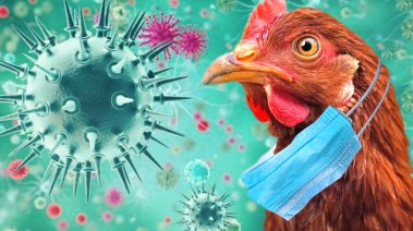 فيروس إنفلونزا الطيور