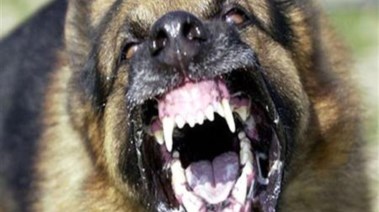 كلب مسعور - صورة تعبيرية