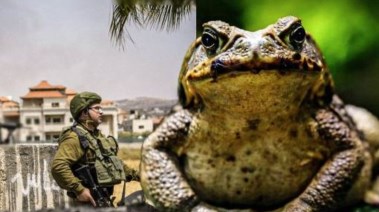 جندي إسرائيلي وضفدع