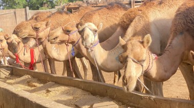 مزرعة جمال في المنوفية