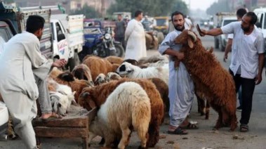 ذبح اضحية عيد الاضحى المبارك 