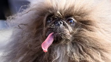 "وايلد ثانج" يفوز بجائزة أبشع كلب في العالم بمسابقة كاليفورنيا