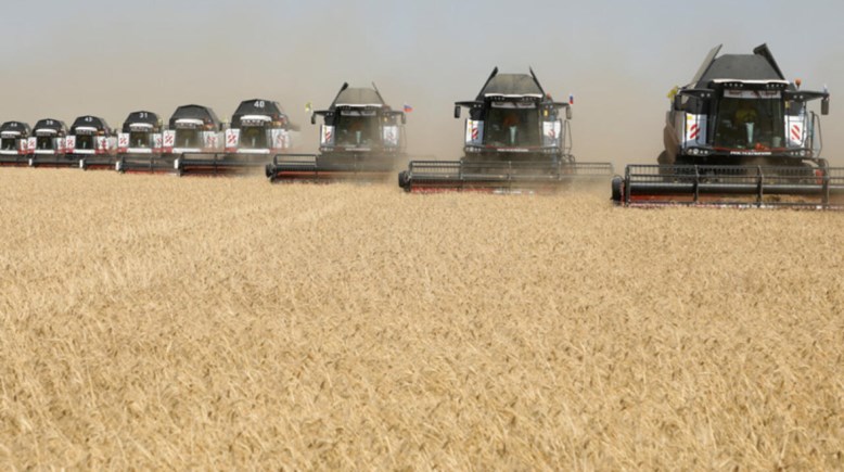 القمح القمح