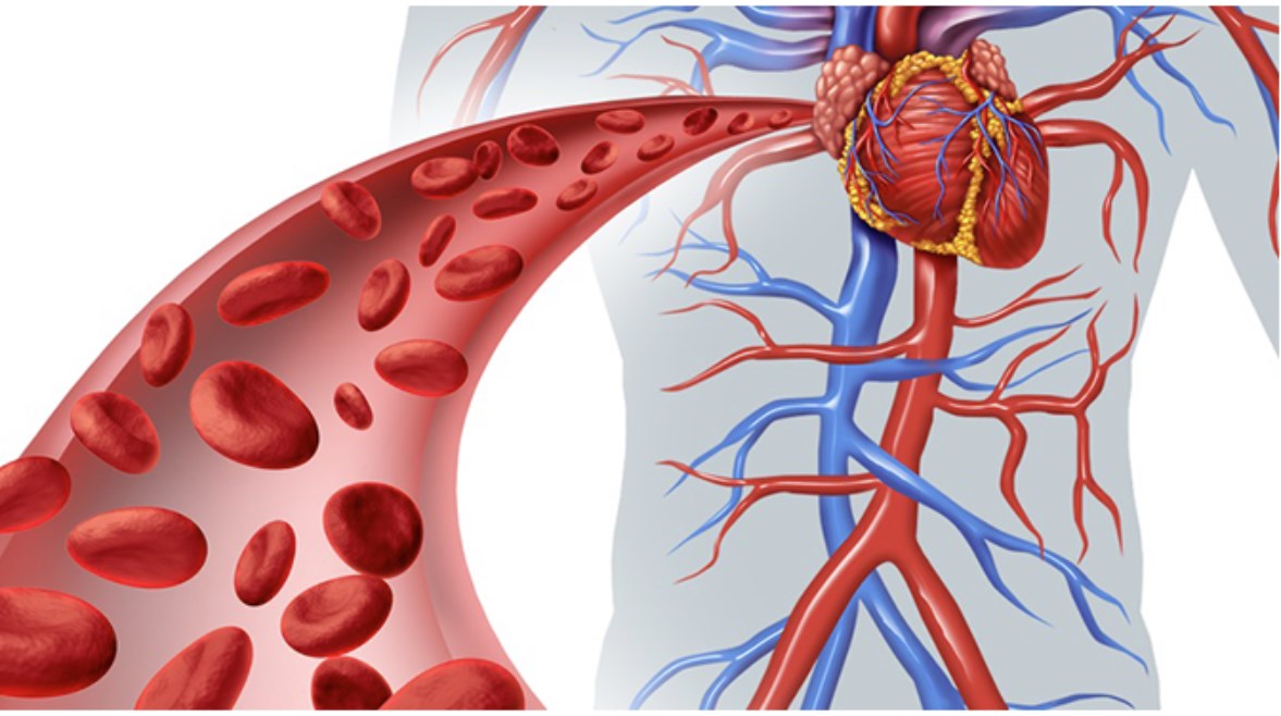 القلب والأوعية الدموية