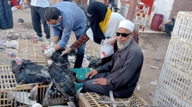 تحصين نصف مليون طائر ضد مرض أنفلونزا الطيور في المنيا