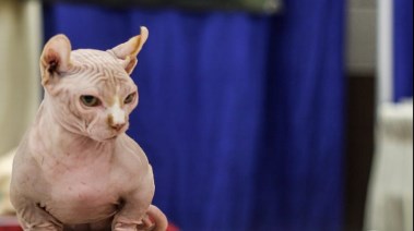 قطط ال"Bully Cat"