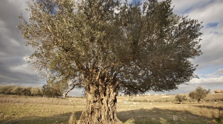 أشجار الزيتون في لبنان- أرشيفية