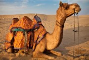 تفسير رؤية الجمل في المنام 