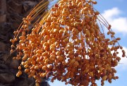 تفسير رؤية البلح الأصفر في المنام