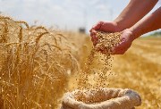 تفسير رؤية حصاد القمح في المنام