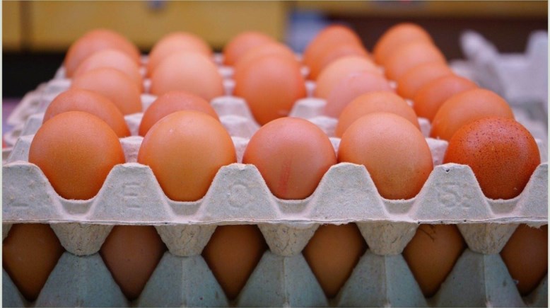 تراجع أسعار كرتونة البيض تراجع أسعار كرتونة البيض