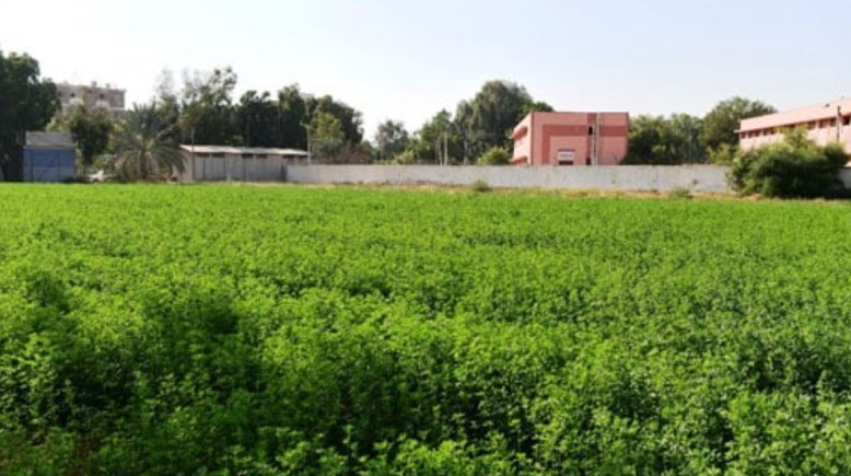 مزرعة في  قنا - أرشيفية مزرعة في  قنا - أرشيفية