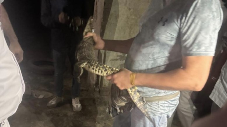 التمساح التمساح