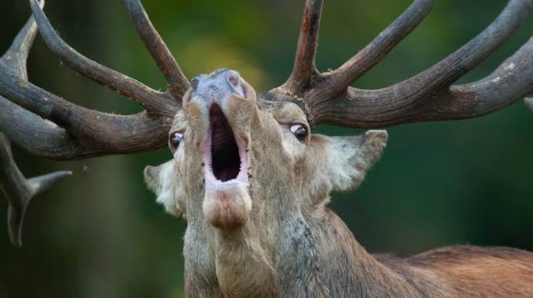 غزالة مصابة