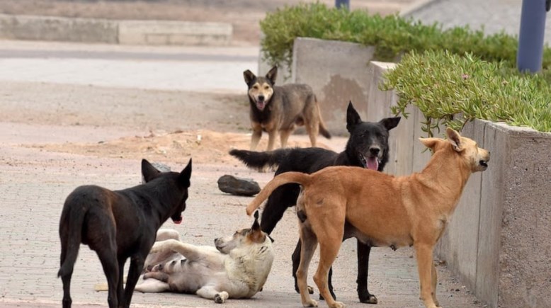 كلاب ضالة  كلاب ضالة