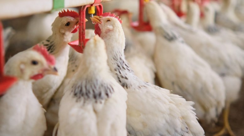 تراخيص مزارع الدواجن تراخيص مزارع الدواجن