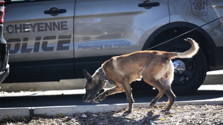 كلب يمشط مبنى الكابيتول