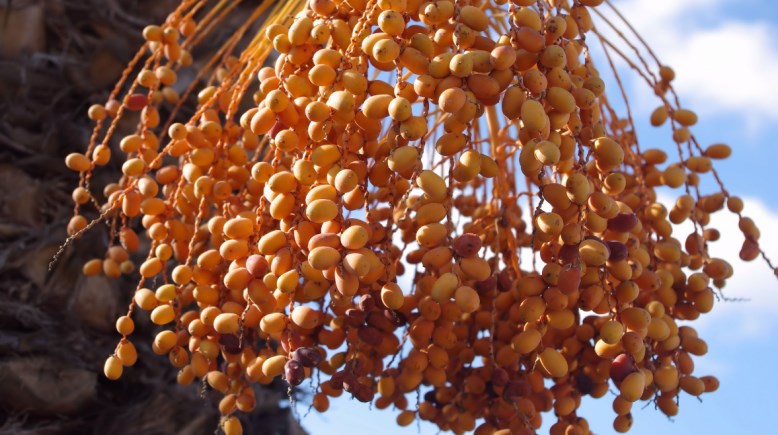 تفسير رؤية البلح الأصفر في المنام