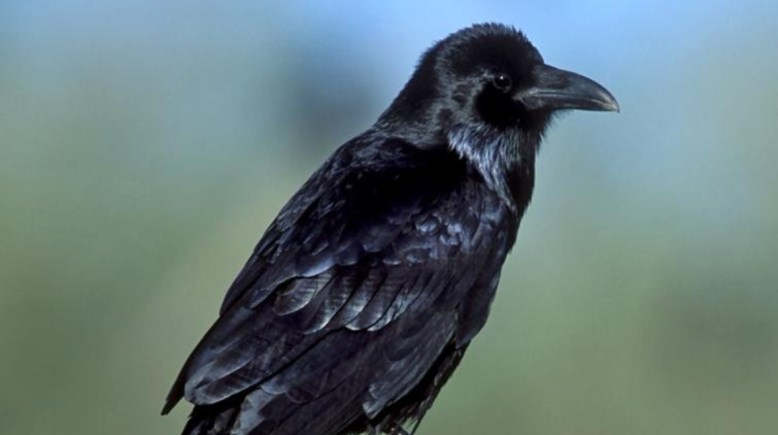 تفسير رؤية الغراب في المنام