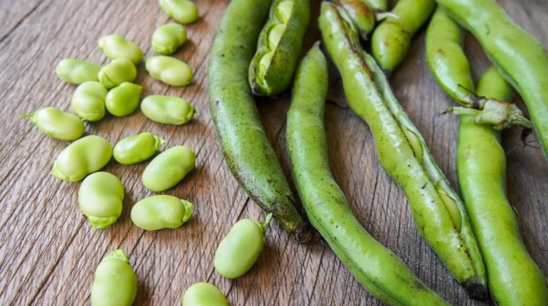 تفسير رؤية الفول الأخضر في المنام