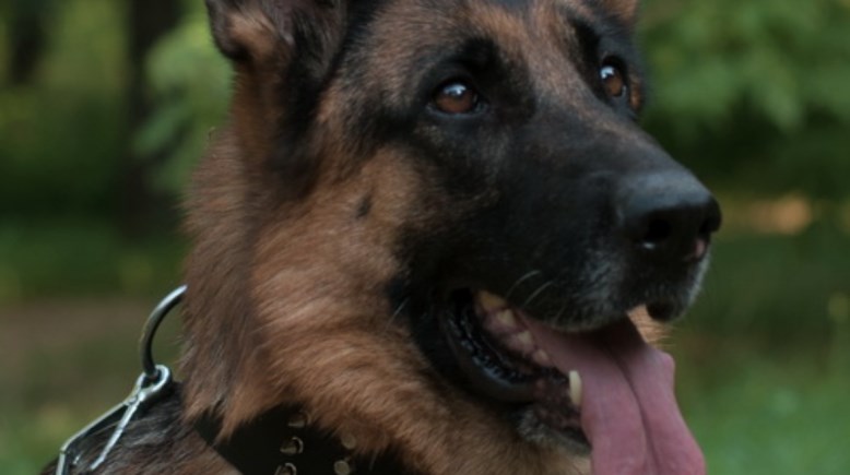 تفسير حلم سماع نباح الكلب في المنام