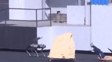 كلاب الروبوت
