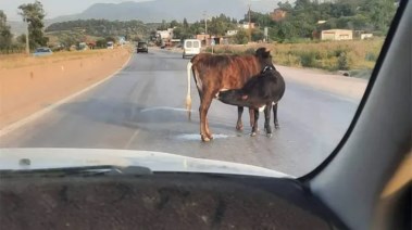 بقرة على الطريق 